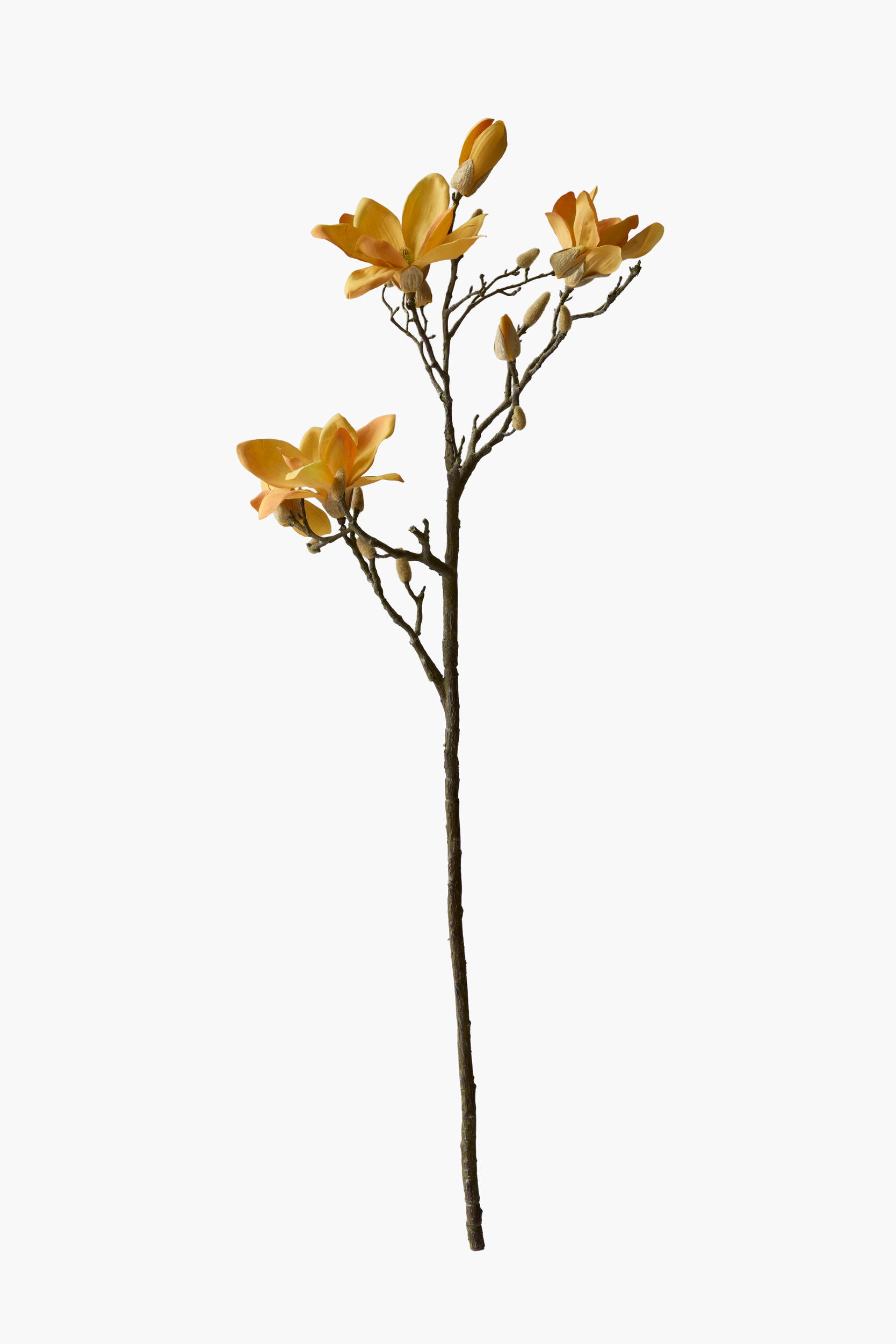 Large Branch Yulan Magnolia - Autumn